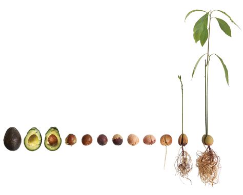 GROW AN AVOCADO PLANT - WATER SPROUTING METHOD – RT1home