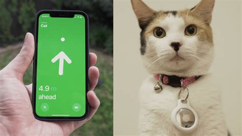 Apple AirTags on a cat.