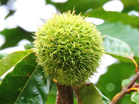 Chinese Chestnut Tree Cloverdale Farm