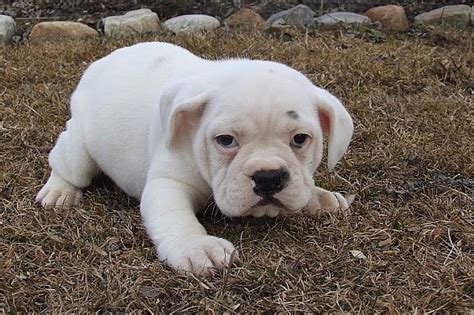 Bulldog/Beagle Puppies | Beagle puppy, Puppies, Pets