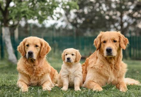 NATIONAL PUREBRED DOG DAY - May 1, 2025 - National Today