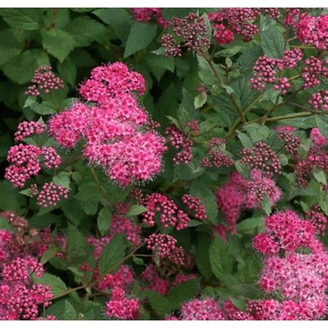 Proven Winners Double Play Pink Spirea (Spiraea) Live Shrub, Pink Flowers with Red to Green ...