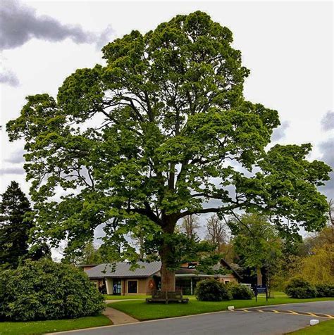 American Sycamore Tree Facts - PlantingTree