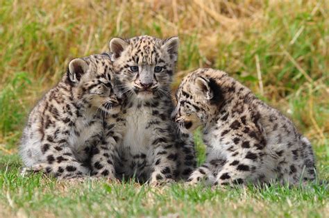 Snow Leopard Cubs | Flickr - Photo Sharing!