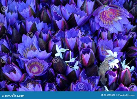 Lotus Flowers Open and Closed Closeup. Floral Purple Background Stock Image - Image of holidays ...