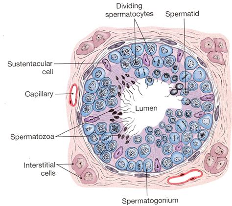 seminiferous tubule | ระบบสืบพันธุ์, การแพทย์, กายวิภาคศาสตร์