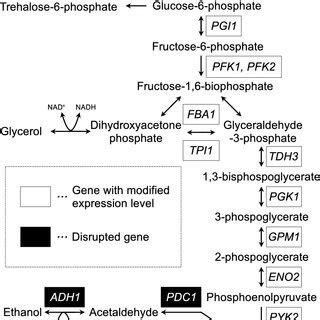 Glycolysis in the yeast Saccharomyces cerevisiae. Directional and... | Download Scientific Diagram