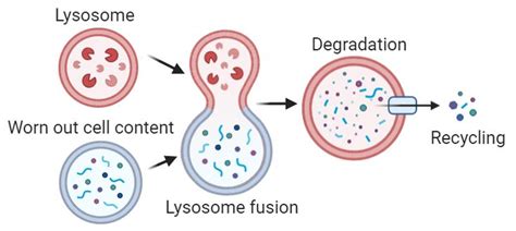 Lysosomes in Autophagy | Biology notes, Study skills, Cell biology