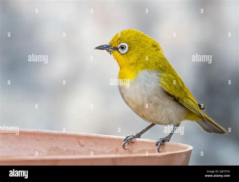 White Eye Oriental Bird drinking water from a pot Stock Photo - Alamy