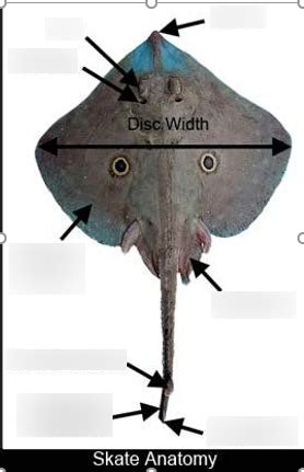 Skate Anatomy Diagram | Quizlet