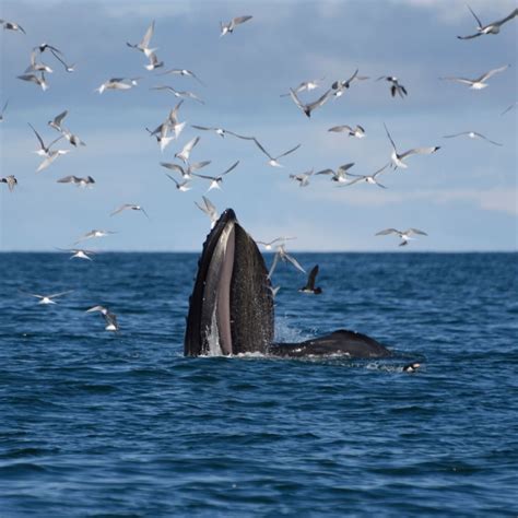 Akureyri Whale Watching Tour | ambassador.is