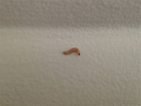 Worms In House Identification - Architectural Designs