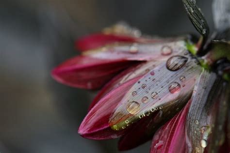 Flower Rain Drops Royalty Free Photo