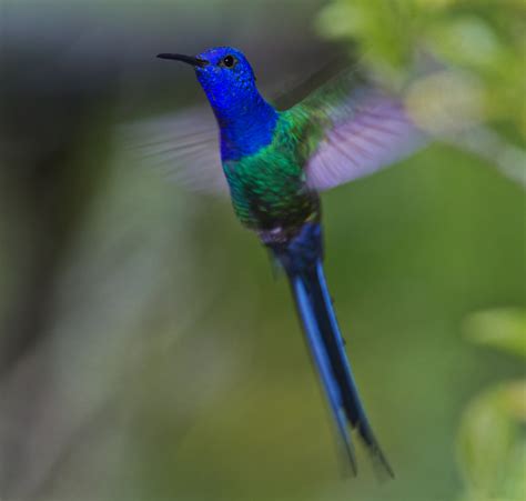 Images of Nature From Around the World: Birding in Brazil