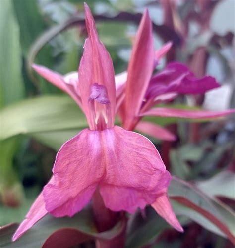 Roscoea purpurea dark leaf pink-purple flowers | Farmyard Nurseries