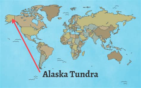 Alaska Tundra by sara stengel on Prezi