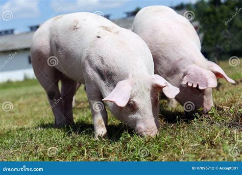 Two Small Pigs Eating Fresh Green Grass on the Meadow Stock Photo - Image of grass, life: 97896712