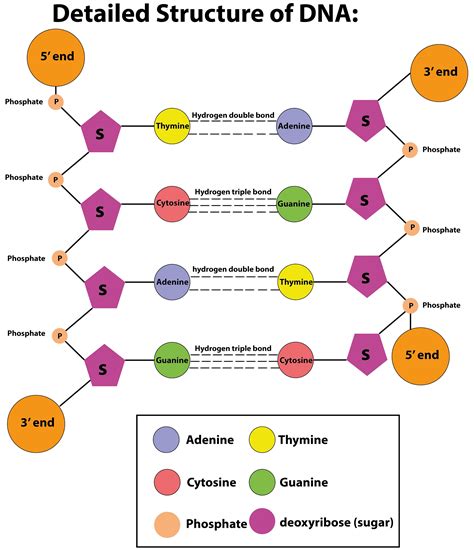 What is the nucleosome? Draw a diagram of the double-stranded polynucleotide chain of DNA and ...