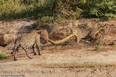 Jaguar and her young cub fight over 16ft anaconda in southwest Brazil ...