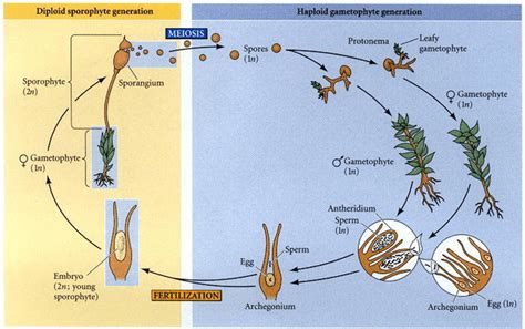Sporophyte Definition and Examples - Biology Online Dictionary