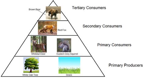 Secondary Consumer