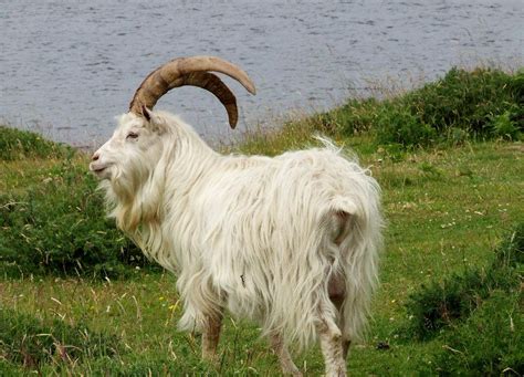 Saanen | Saanen goat, Goats, Goats funny