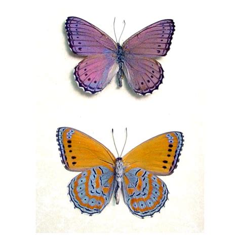 Asterope pechuelli Pair - Butterfly Designs - Real Framed Butterflies