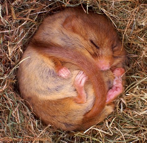 Dormouse hibernating photo - WP06071