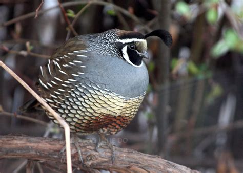 Birds: Male California Quail