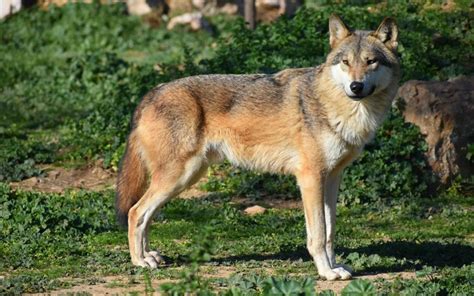 What you need to know about red wolves. - The Wolf Center