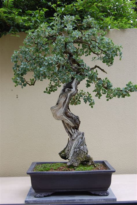 Ficus Bonsai ( Yaşlı Bodur Ağaç) Balıkesir Çiçek Çeşitleri Hızlı ...