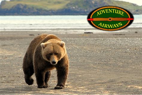 Where to See Bears in Alaska, Bear Viewing Tours, Grizzly Bear Tours ...