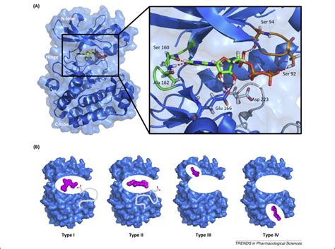 FDA-approved small-molecule kinase inhibitors: Trends in Pharmacological Sciences