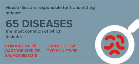 House Fly Diseases, Types, Spread and Prevention