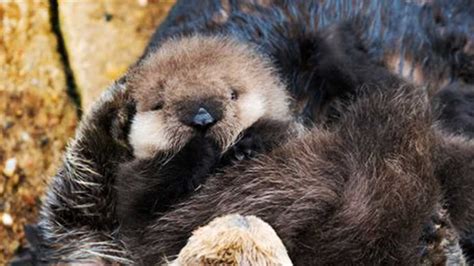 Cute overload: Newborn sea otter pup in Monterey