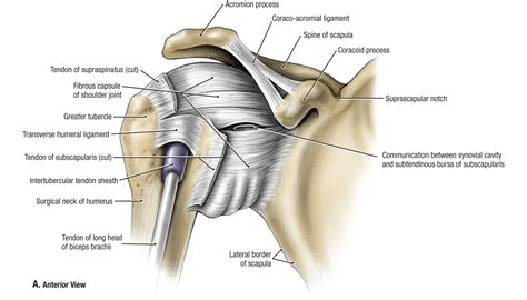 Shoulder Ligament Anatomy Diagram Shoulder Anatomy Ligaments Anatomy ...