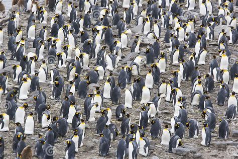 King Penguin Colony stock image. Image of king, group - 8481503