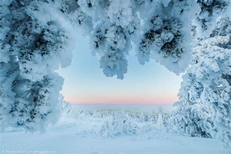 Lapland Winter Pictures - Rayann Elzein Photography