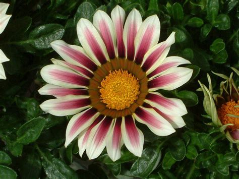 Garden Leader Rose Stripe Bulk Gazania Seeds | Planting bulbs, Plants ...