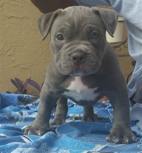 American Bulldog Puppies For Sale | Coral Springs, FL #112318