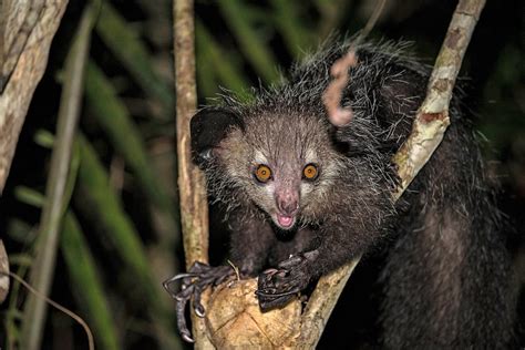 The Strange Aye-Aye Lemur: Features, Life, and a Pseudothumb - Owlcation