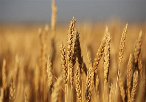 Germany expects larger wheat crop despite heatwave | The Western Producer