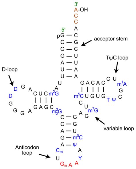 Difference Between mRNA tRNA and rRNA | Definition, Features, Function, Similarities and Differences