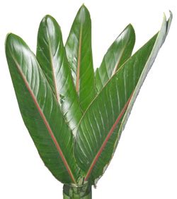 Bird of Paradise Leaves | Stevens and Son Wholesale Florist