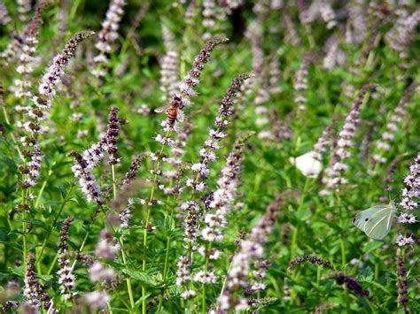 Mentha spicata - Spear Mint -- Discover Life