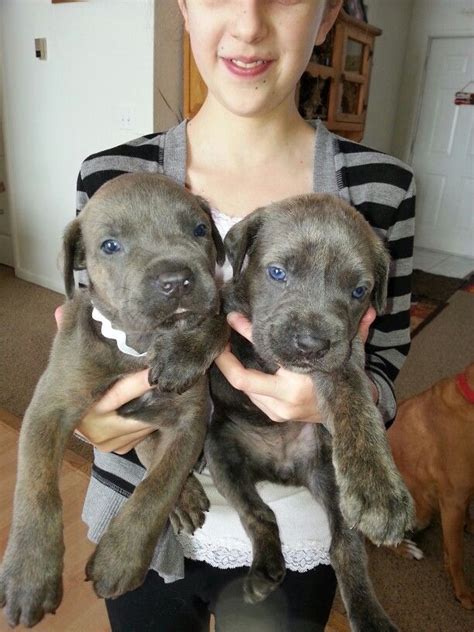 Blue brindle female Cane Corso puppies . ... Courtesy of Kloud 9 Cane Corso www.kloud9canecorso ...