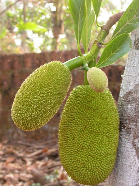 We love Our Bangladesh: Jackfruit (Kathal) -National Fruit of Bangladesh