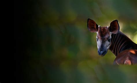 Okapis | Dallas Zoo