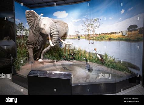 Houston, Texas - April 7, 2023: Exhibits at the Houston Museum of ...