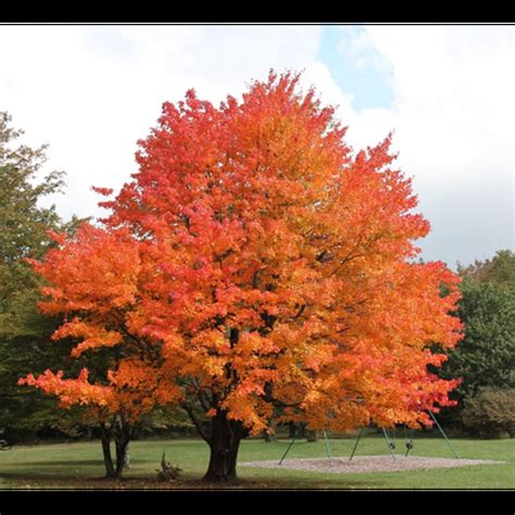 Sugar Maple Seeds Sugar Maple Tree Seeds Maple Tree Seeds Maple Tree Seeds Sugar Northern Sugar ...